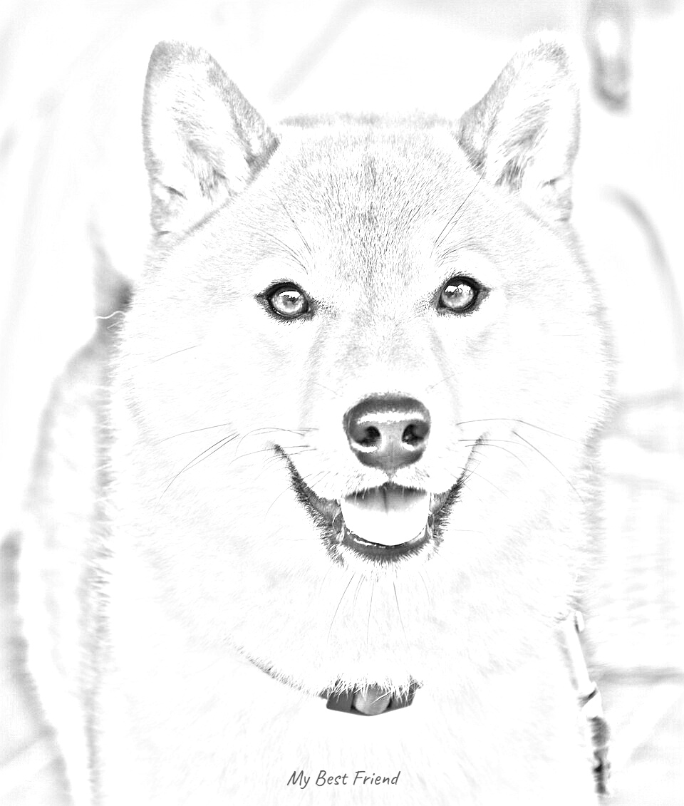 Pet Sketch